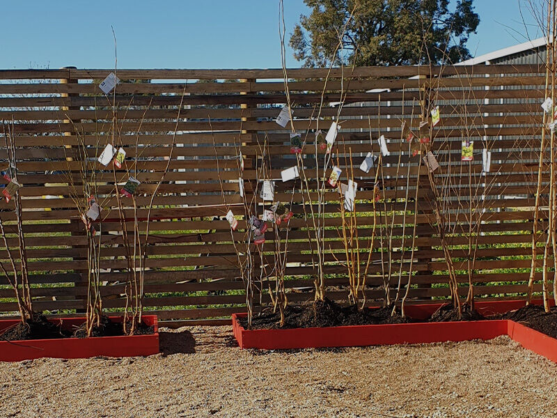 Fruit Trees