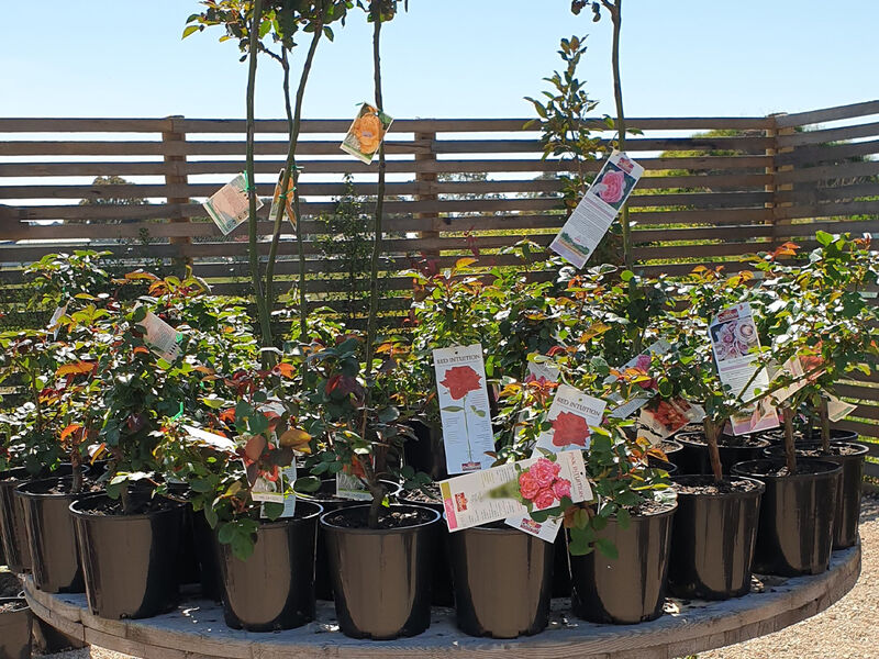 Bare Rooted Fruit Trees & Potted Roses - GT Pine