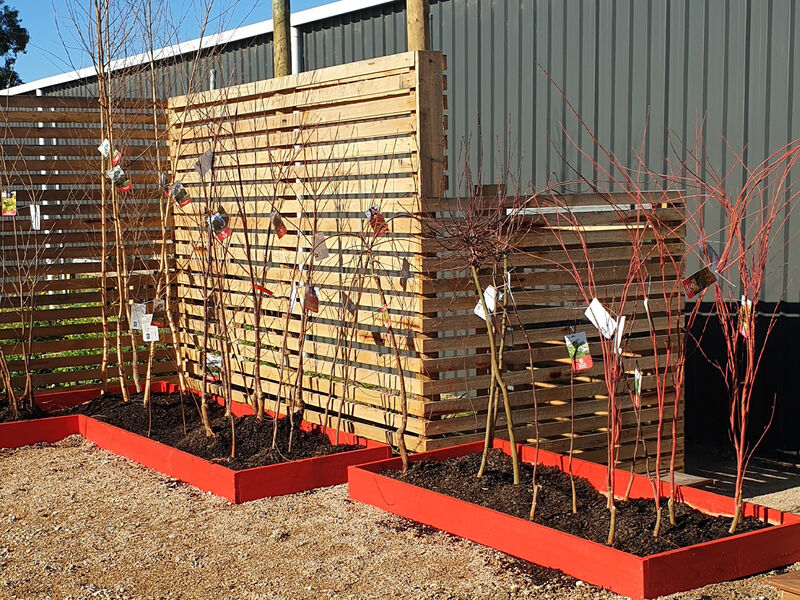 Bare Rooted Fruit Trees & Potted Roses - GT Pine