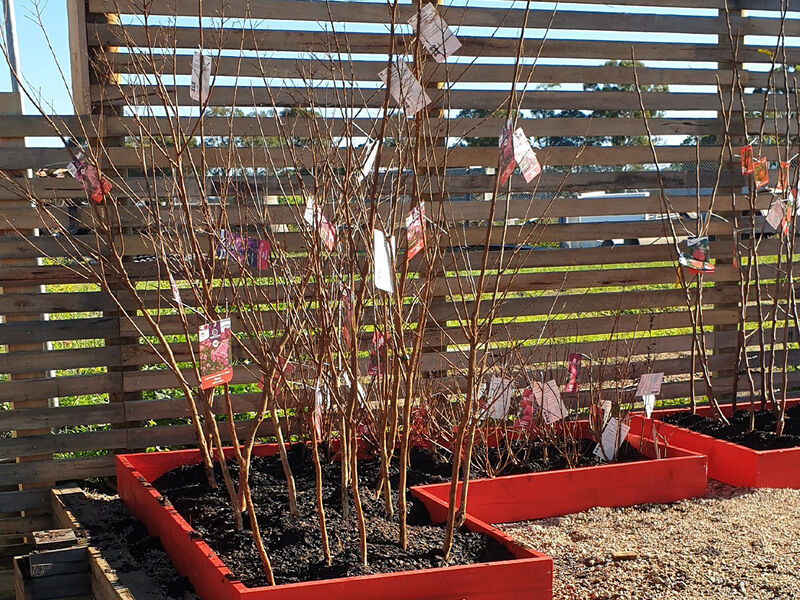 Bare Rooted Fruit Trees & Potted Roses - GT Pine