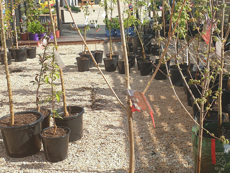 Fruit Trees - GT Pine