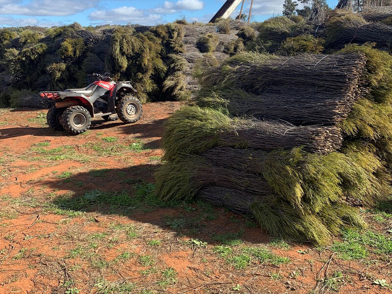 Brush Panel Fencing